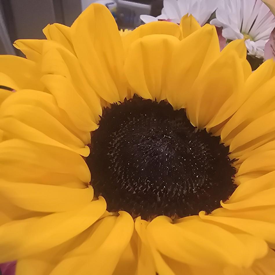 AM