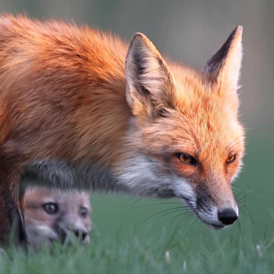 CS