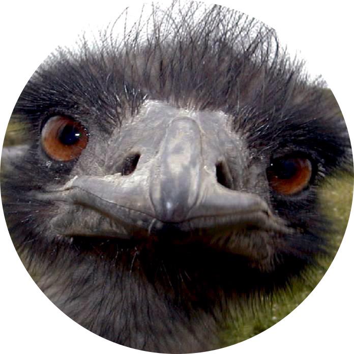 P