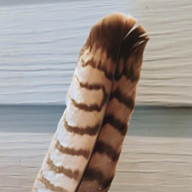 TS