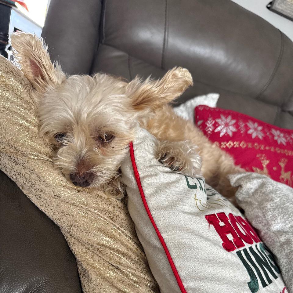 BB